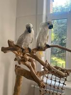 Alba Kaketoe Witkuif, Dieren en Toebehoren, Meerdere dieren, Papegaai, Tam