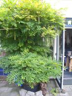 Blauwe regen -Wisteria, Overige soorten, Lente, 250 tot 400 cm, Ophalen