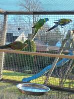 Cloncury parkiet, Dieren en Toebehoren, Vrouwelijk, Parkiet