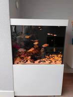 Aquarium custum made, Dieren en Toebehoren, Vissen | Aquaria en Toebehoren, Ophalen, Zo goed als nieuw, Leeg aquarium