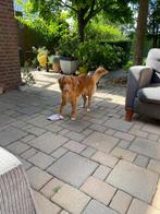 terrastegels gratis af te halen, Tuin en Terras, Tegels en Klinkers, Ophalen, Zo goed als nieuw, 10 m² of meer, Beton