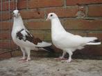 Sierduifjes '', Dieren en Toebehoren, Vogels | Duiven