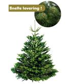 Echte kerstboom Nordmann excellent, Tuin en Terras, Planten | Bomen, Bloeit niet, Halfschaduw, 100 tot 250 cm, Overige soorten
