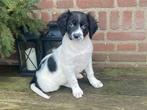 Hele mooie BORDER COLLIE x FRIESE STABIJ pup - reutje, Parvo, Nederland, Reu, 8 tot 15 weken