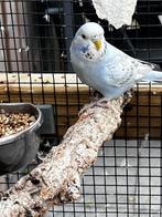 2 jonge grasparkieten blauw, Dieren en Toebehoren, Vogels | Parkieten en Papegaaien, Meerdere dieren, Parkiet