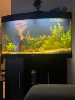 Aquarium juwel, Dieren en Toebehoren, Vissen | Aquaria en Toebehoren, Ophalen, Gebruikt, Leeg aquarium