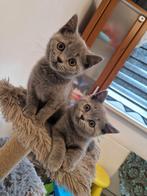Britsekorthaar kittens, Dieren en Toebehoren, Katten en Kittens | Raskatten | Korthaar, Poes, Ontwormd, 0 tot 2 jaar