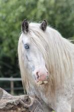 Tinker merrie, Minder dan 160 cm, 7 tot 10 jaar, Onbeleerd, Recreatiepaard