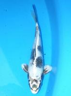 Kin Shiro Utsuri + - 27cm 1ste size 2 op de BKS, Dieren en Toebehoren, Karper of Koi