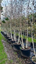 Betula utilis 'Doorenbos' meerstammige berk 🌿, Tuin en Terras, Planten | Bomen, Ophalen of Verzenden