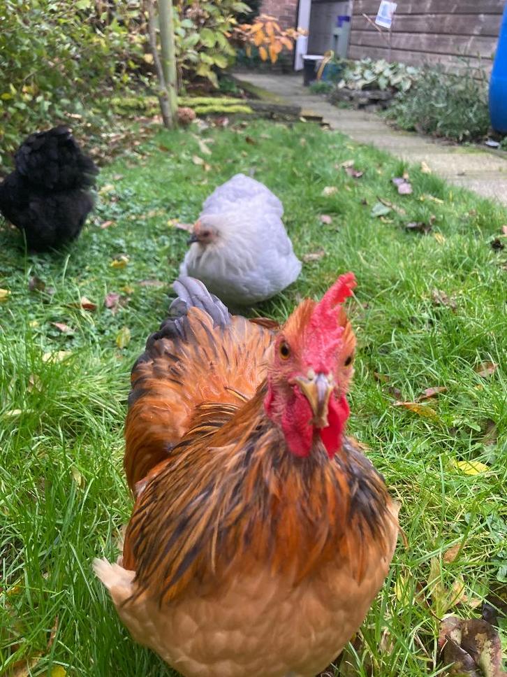 Cochin krielhaantje, Dieren en Toebehoren, Pluimvee, Kip, Mannelijk