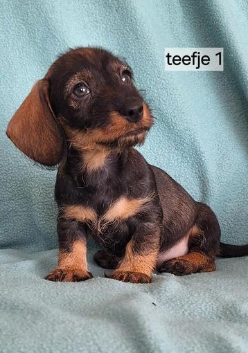 Super mooie gezonde dwerg teckel(tekkel) pups beschikbaar voor biedingen