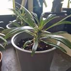 Pachypodium Geayi, Huis en Inrichting, Kamerplanten, Ophalen of Verzenden, Cactus, Minder dan 100 cm, Bloeiende kamerplant