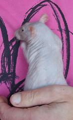 Naakt rat en velveteen rat, Mei, Mannelijk, Rat