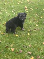 Oost Europese herder x Oud duitse herder pups, Dieren en Toebehoren, Rabiës (hondsdolheid), 8 tot 15 weken, Meerdere, Meerdere dieren