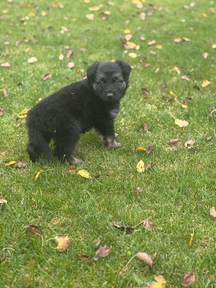 Oost Europese herder x Oud duitse herder pups, Dieren en Toebehoren, Honden | Herdershonden en Veedrijvers, Meerdere dieren, Herder