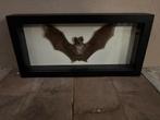 Mooie luxe lijst met een opgezette Vleermuis, Verzamelen, Ophalen of Verzenden, Nieuw, Overige soorten, Opgezet dier