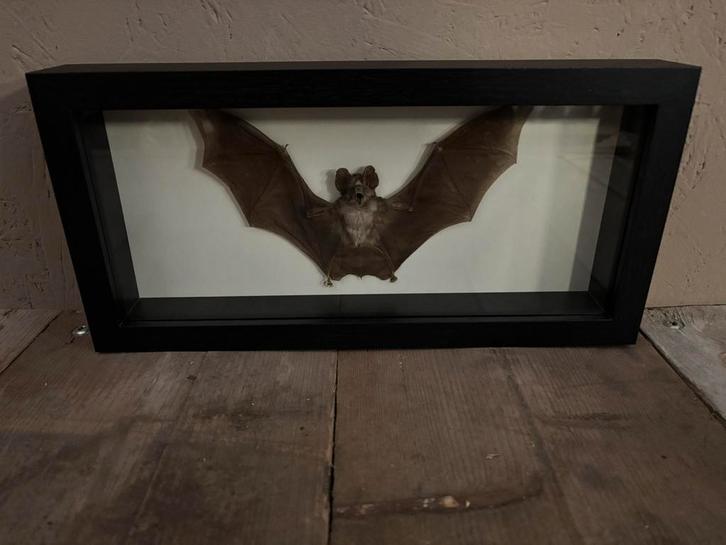 Mooie luxe lijst met een opgezette Vleermuis, Verzamelen, Dierenverzamelingen, Nieuw, Opgezet dier, Overige soorten, Ophalen of Verzenden
