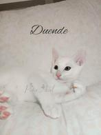 Blauwe & Witte rus kittens met stamboom, Dieren en Toebehoren, Meerdere dieren, Gechipt, 0 tot 2 jaar