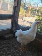 Wyandotte groot fokhanen, Dieren en Toebehoren, Pluimvee, Mannelijk, Kip