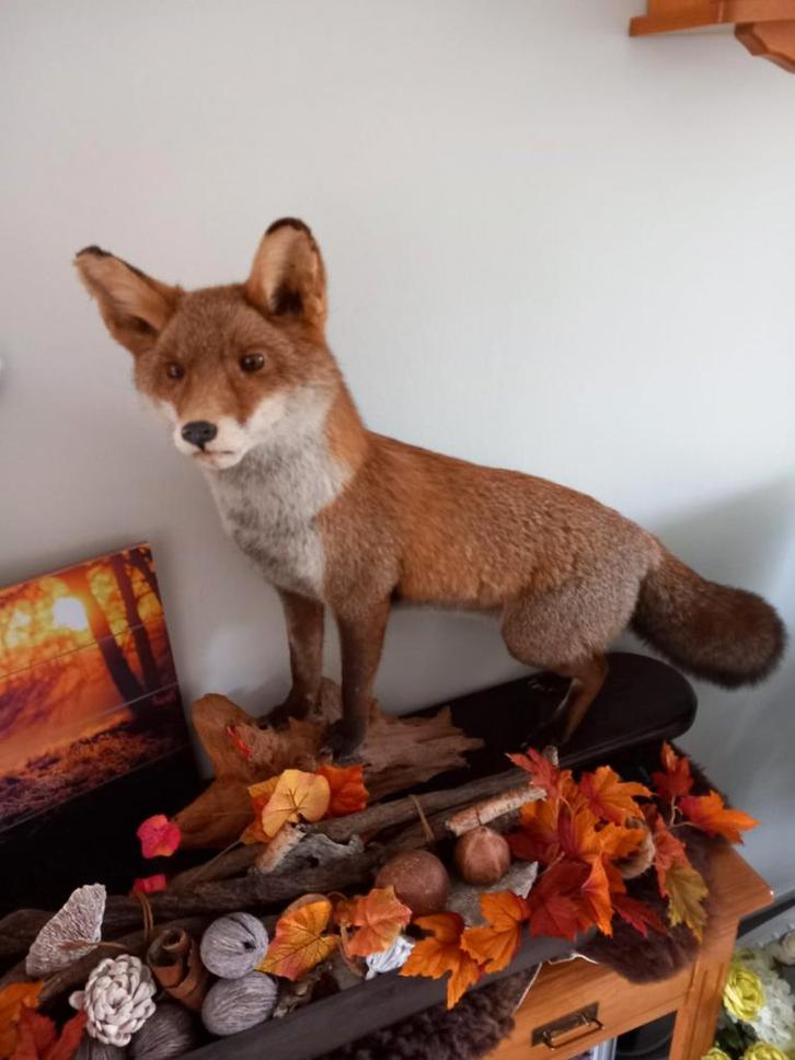 Opgezette vos, Antiek en Kunst, Kunst | Beelden en Houtsnijwerken, Ophalen of Verzenden