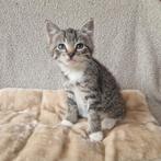 Lieve kittens, Dieren en Toebehoren, Katten en Kittens | Raskatten | Korthaar