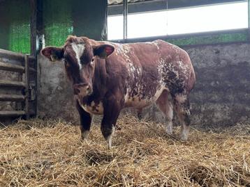 Dikbil dekstier stier beschikbaar voor biedingen