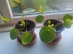 2x kleine pannenkoekenplant, Ophalen of Verzenden, Minder dan 100 cm, Overige soorten, Zomer