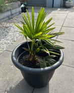 Jonge Trachycarpus Fortunei Palmboom, Minder dan 100 cm, Palmboom, Ophalen, Volle zon