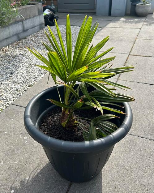 Jonge Trachycarpus Fortunei Palmboom, Tuin en Terras, Planten | Bomen, Palmboom, Minder dan 100 cm, Volle zon, In pot, Ophalen