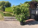 Kornoelje cornus kousa china girls XL Japanse tuin, Tuin en Terras, Planten | Bomen, Overige soorten, 100 tot 250 cm, Zomer, Ophalen