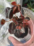 Terrariumplant peperomia creme brulee, Huis en Inrichting, Kamerplanten, Ophalen of Verzenden, Halfschaduw, Minder dan 100 cm