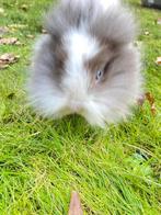 Dwerg hangoor konijntjes (ras) hangoor, Meerdere dieren, Dwerg, Hangoor