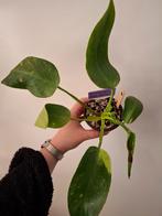 Philodendron Jose Buono #2, Ophalen of Verzenden, Overige soorten, Minder dan 100 cm