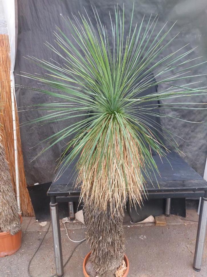 Yucca linearifolia ssp. Galeana 12, 180 cm, stam 115 cm, Tuin en Terras, Planten | Tuinplanten, Overige soorten, Volle zon, Ophalen of Verzenden