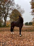 Leuke 6 jarige L1 dressuur merrie Hitmaker x Rhodium, Dieren en Toebehoren, Paarden, Merrie, Met stamboom, Dressuurpaard, 3 tot 6 jaar