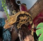 Extreme harlequin wimpergekko + terrarium!, Hagedis