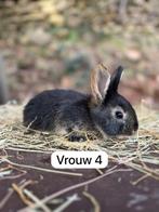 Duitse reus ( otters), Meerdere dieren, Groot