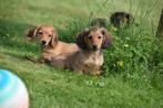 Teckel dwerg langhaar pups 2 zusjes, België, Rabiës (hondsdolheid), 8 tot 15 weken, Teef