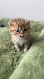 britse korthaar poes (vrouwtje), Dieren en Toebehoren, Poes