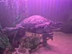 Zaagrug schildpad meisje, Dieren en Toebehoren, Schildpad, 7 tot 10 jaar