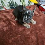 Franse buldog pups met stamboom en lange neusje, Dieren en Toebehoren, België, Particulier, CDV (hondenziekte), 8 tot 15 weken