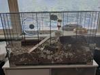 Hamster incl. kooi en toebehoren (langharige Hamster), Dieren en Toebehoren, Kooi, Zo goed als nieuw, Hamster, 75 tot 110 cm