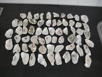 60 x mooie oesterschelpen maat S/M (6cm t/m 7cm) beschikbaar voor biedingen