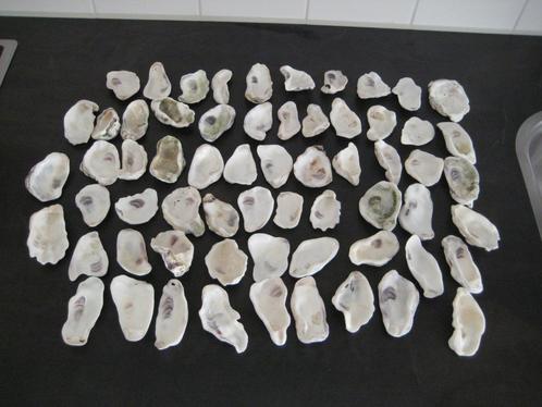 60 x mooie oesterschelpen maat S/M (6cm t/m 7cm), Hobby en Vrije tijd, Knutselen, Nieuw, Materiaal, Ophalen of Verzenden