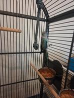 i'll give you the parrot, Dieren en Toebehoren, Vogels | Parkieten en Papegaaien, Mannelijk, Papegaai