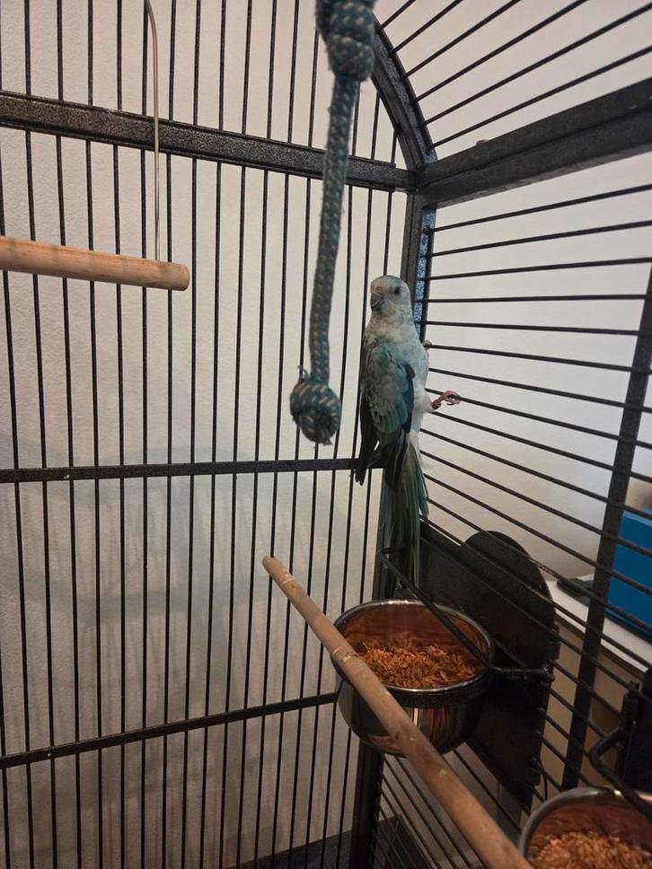 i'll give you the parrot, Dieren en Toebehoren, Vogels | Parkieten en Papegaaien, Papegaai, Mannelijk