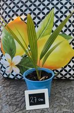 Palm, Overige soorten, Volle zon, Vaste plant, Ophalen of Verzenden