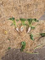 Voederbieten, Dieren en Toebehoren, Dierenvoeding, Ophalen of Verzenden, Vee