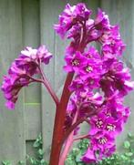 Schoenlappersplant (Bergenia cordifolia) kleur roze/rood, Tuin en Terras, Planten | Tuinplanten, Bodembedekkers, Vaste plant, Ophalen of Verzenden